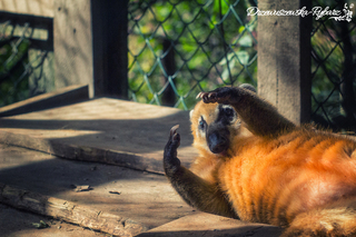 b_112920_22012019_mini_zoo_6.jpg