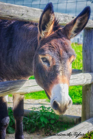 b_112925_22012019_mini_zoo_12.jpg