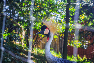b_112929_22012019_mini_zoo_20.jpg