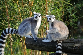 lemur-g5c6a792b2_1280.jpg