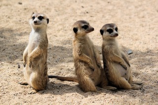 meerkats-4059873_1920_(1).jpg